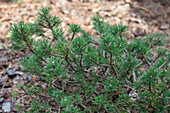 Pinus mugo 'Mitsch Mini'