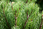 Pinus mugo 'Carsten´s Wintergold'