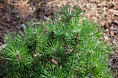 Pinus nigra 'Hornibrookiana'