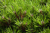 Pinus nigra 'Marie Bregeon'