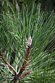 Pinus nigra 'Nana Wuerstle'