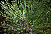 Pinus nigra 'Nana Wuerstle'