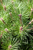 Pinus nigra Pierrick Brégeon