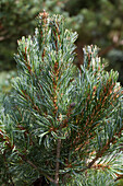 Pinus parviflora 'Blauer Engel'