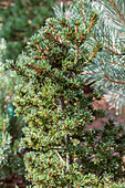 Pinus parviflora 'Gyokkasen'