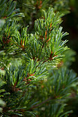 Pinus parviflora 'Kokonoe'