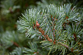 Pinus parviflora 'Shirobana'