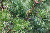 Pinus pungens