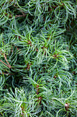 Pinus strobus 'Mini Twists'