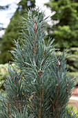 Pinus sylvestris 'Fastigiata'