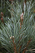 Pinus sylvestris 'Fastigiata'