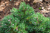 Pinus uncinata 'Gruene Welle'