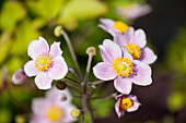 Anemone japonica, pink