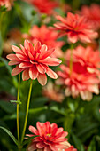 Dahlia, red