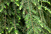 Tsuga canadensis 'Pendula'