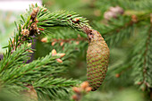 Picea abies 'Acrocona'