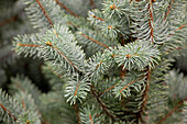 Picea pungens 'Iseli Fastigiata