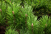 Pinus mugo pumilio