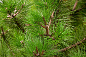 Pinus nigra ssp. nigra