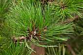 Pinus nigra Nigra