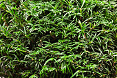 Taxus baccata