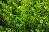 Taxus baccata 'Renke's Little Green'®