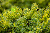 Taxus baccata 'Summergold'