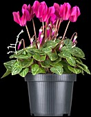 Cyclamen persicum