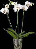 Phalaenopsis, white