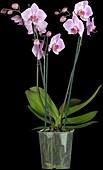 Phalaenopsis, pink