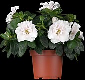 Rhododendron simsii, white