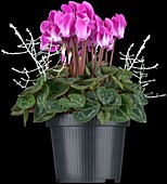 Cyclamen persicum, pink