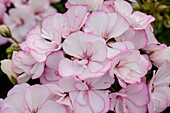 Pelargonium Picotee Pink