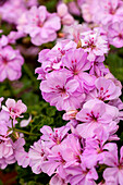 Pelargonium Rosy