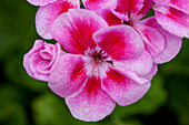 Pelargonium 'Flower Fairy® Rose'