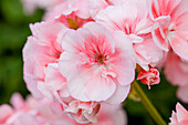 Pelargonium zonale 'Salmon Komtess'