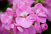 Pelargonium zonale PAC® Candy Rose