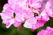 Pelargonium zonale PAC® 'Mosaic Pink'
