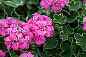 Pelargonium 'Melosilver'