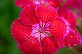 Pelargonium zonale PAC® 'Flower Fairy Velvet' 