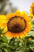 Helianthus annuus 'Vincent's Deep Orange' F1