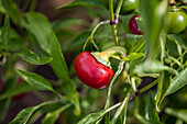 Capsicum annuum 'Red Cherry Small' F1