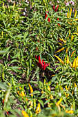 Capsicum baccatum 'Lemon Chili'