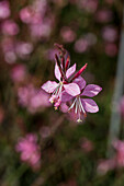 Gaura lindheimeri 'Sunset Dream'