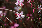 Gaura lindheimeri 'Pink Gin'