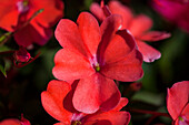 Impatiens Sunpatiens Vigorous Corona