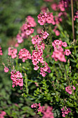 Diascia Sundiascia® 'Rose-Pink'
