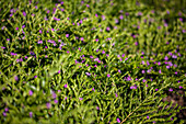 Cuphea llavea 'Lavender Lace'