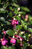 Fuchsia 'Jollies Force Tarbes