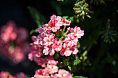 Verbena hybrida 'Estrella White'